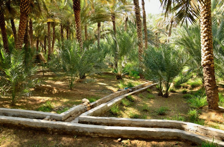 Al Ain Oasis, Al Ain, Abu Dhabi, United Arab Emirates